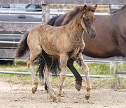 Njola von Heidmoor l